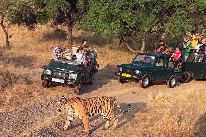 7-Day Golden Triangle & Ranthambore Tiger Safari from Delhi - Price and Value: What $550 Actually Buys You