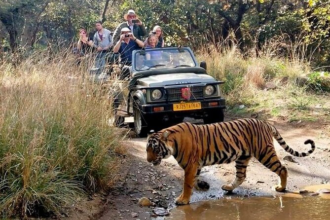 7-Day Golden Triangle Tour with Ranthambore Tiger Safari - Why this Golden Triangle tour plus Ranthambore makes sense