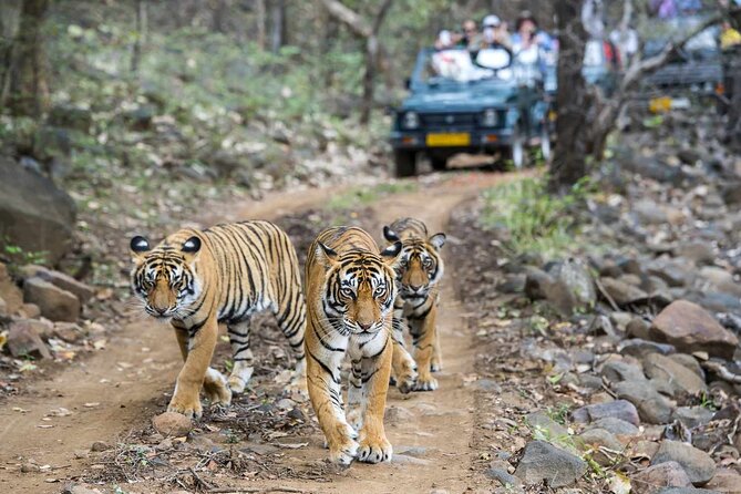 7-Day Golden Triangle Tour with Ranthambore Tiger Safari - Jaipur city day: Amer Fort, City Palace, and Jantar Mantar
