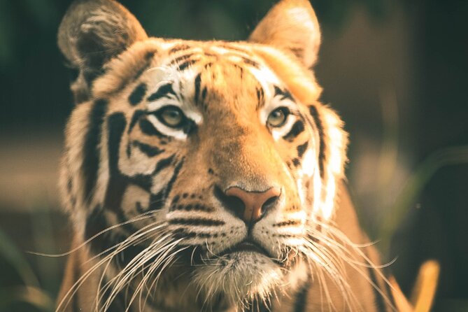 7 Day Golden Triangle Tour with Ranthambore Tiger Tour - A Week That Actually Connects the Dots Between Four Big Places