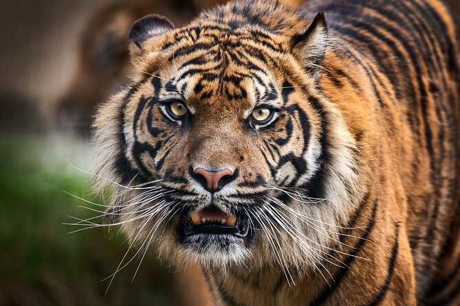 7 Day Golden Triangle Tour with Wildlife-Taj Mahal Tigers & Birds - Bharatpur and Keoladeo National Park: birding with a rickshaw ride