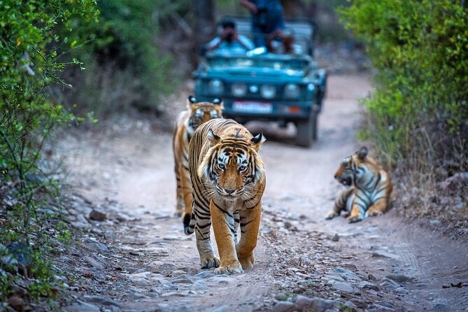 7 Days Golden Triangle Tour with Ranthambore & Varanasi Tour - The route: Golden Triangle plus wildlife and one very intense city