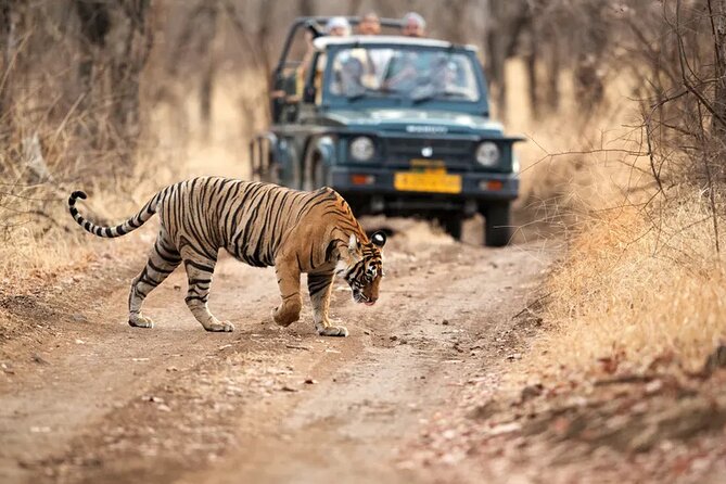 7 Days Golden Triangle Tour with Ranthambore & Varanasi Tour - Day 3 in Ranthambore: a morning safari built for tiger spotting