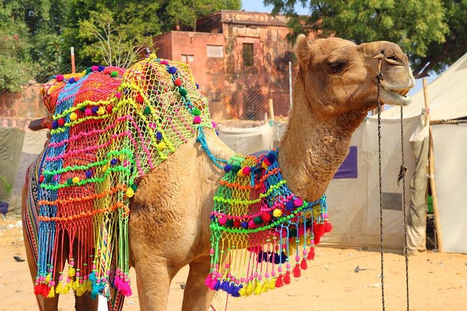 7 - Days Private Golden Triangle Tour with Pushkar - Key highlights worth marking on your map