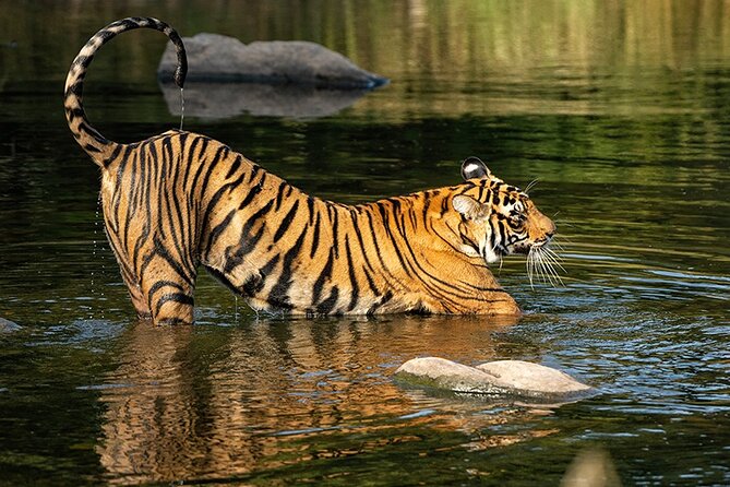 7 Days Private Tour of Taj Mahal, Tigers, Palace and Forts of India - How this private Golden Triangle plus Ranthambore tour is set up