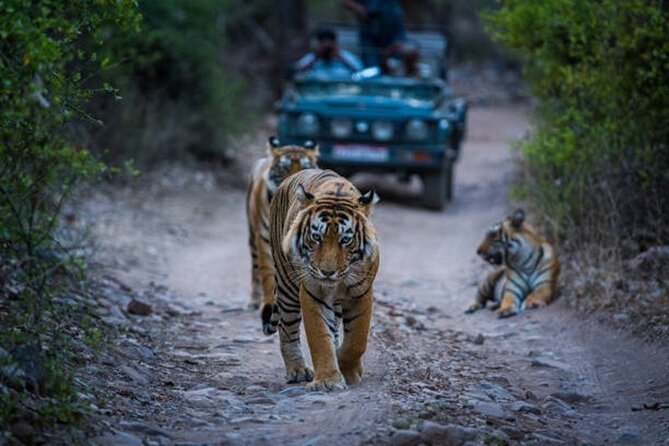7 Days Ranthambore Tiger Safari and The Golden Triangle Tour - What the included value really means (and where it doesn’t)