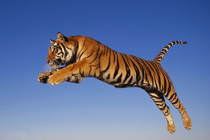 8 Day Golden Triangle Tour with Ranthambore {Taj , Tigers & More} - Ranthambore National Park: Two Safaris, One Clear Goal
