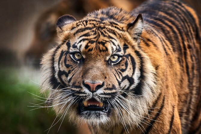 8 Day Golden Triangle Tour with Ranthambore {Taj , Tigers & More} - Agra Without the Rush: Fort Views, Moonlight Gardens, and Sunrise Timing