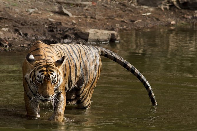8-Days Golden Triangle & Ranthambore Private Tour - Amer Fort Day: Hawa Mahal, Jantar Mantar, City Palace, Jal Mahal