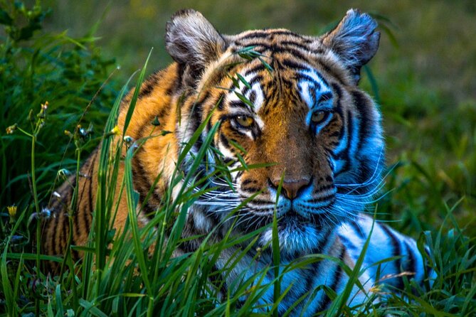 8 Days Golden Triangle Tour with Ranthambore Tiger Tour - Day 2 to Agra: Getting to Taj country without losing the plot