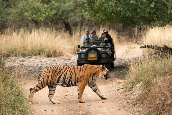 8 Days Golden Triangle with Ranthambore & Udaipur Tour - Key things I’d focus on before you go