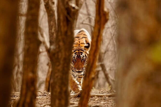8 Days Golden Triangle with Ranthambore & Udaipur Tour - Road day to Udaipur: turning the transfer into part of the trip
