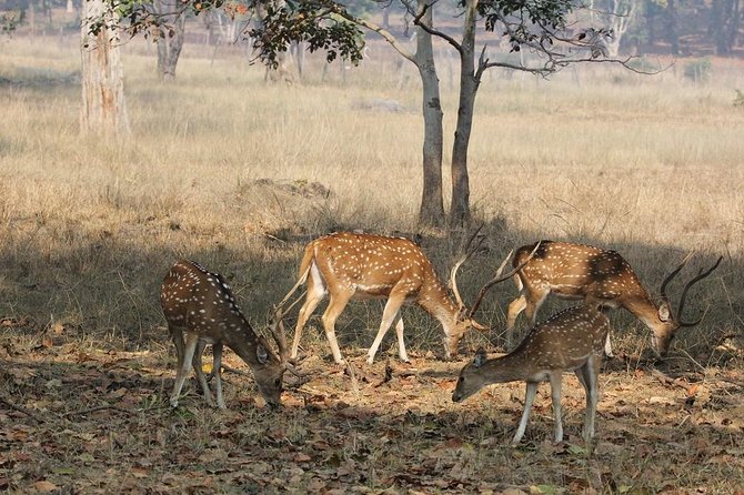 8 Days Private Golden Triangle Tour With Ranthambore - What the $599 price really covers (and what it does not)