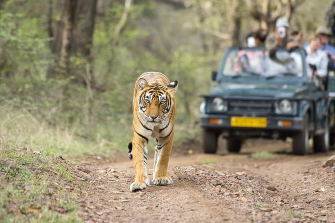 8 Days Private Golden Triangle Tour With Ranthambore - Private chauffeur travel: why it’s a big deal in India