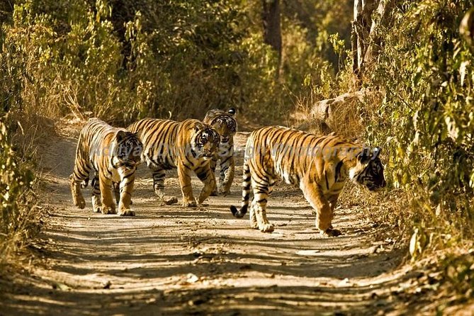 Adventures Ranthambore Wildlife Safari Tour from Delhi with Safari Rides - Day 1 in Ranthambore: Fort time plus a low-stress evening