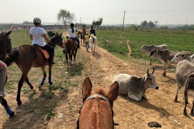 Aravali Trail Experience( Jungle Safari Forest area)- Horseback Riding - How Duke Horse Riding Club turns first-timers into confident riders