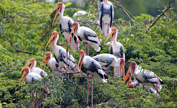 Bharatpur Bird watching & Wildlife from Delhi - Key Highlights You’ll Care About