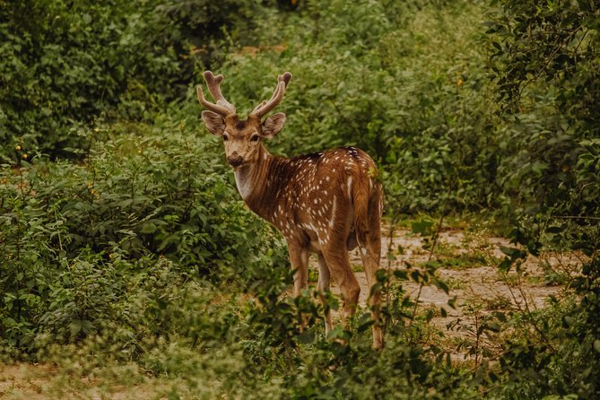 Bharatpur Bird watching & Wildlife from Delhi - From Delhi Morning to Bharatpur Birding: The Rhythm of the Day
