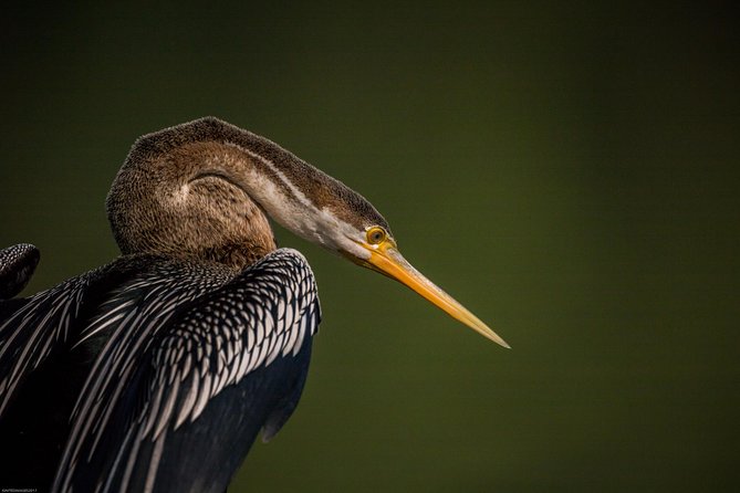 Bharatpur Bird watching & Wildlife from Delhi - Who Should Book This Bharatpur Bird Watching Day Trip