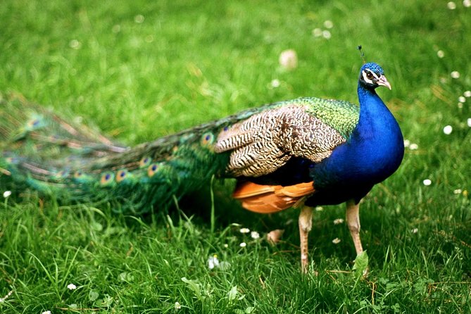Bharatpur Bird watching & Wildlife from Delhi - More Than Birds: Mammals and Reptiles on Your Radar