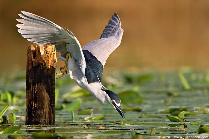 Bird Sanctuary, Bharatpur & Taj Mahal, Agra Day Tour from Delhi - From 6am Delhi pickup to Keoladeo’s marshlands