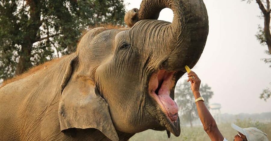 Delhi: 3Day Golden Triangle with Elephant SOS (5 Star Hotel) - How this 3-day Golden Triangle keeps your days tight and worth it