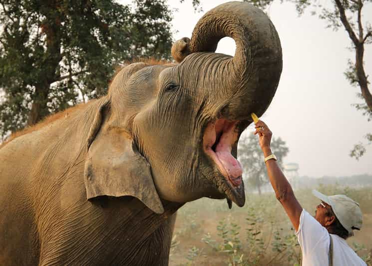 Delhi: 3Day Golden Triangle with Elephant SOS (5 Star Hotel) - Day 1 in Delhi: Red Fort, Jama Masjid, rickshaw in Chandni Chowk, and Qutub Minar