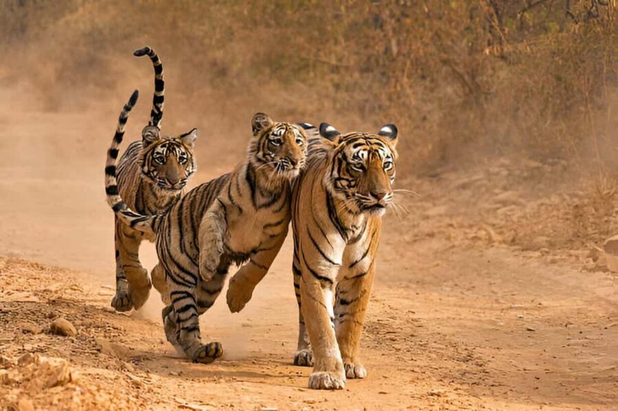 Delhi Agra Jaipur Golden Triangle Multiday Trip with Safari - Key moments that make this Golden Triangle special