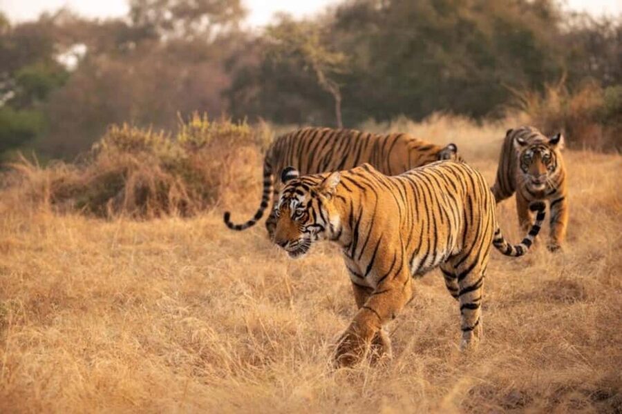 Delhi Agra Jaipur Golden Triangle Multiday Trip with Safari - Fatehpur Sikri and Abhaneri Stepwell: breaking up the drive toward Ranthambore