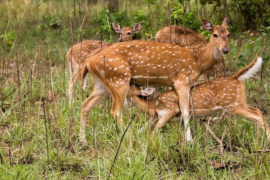 Delhi Agra Jaipur Golden Triangle Multiday Trip with Safari - Your best fit: who this 3–7 day plan really suits