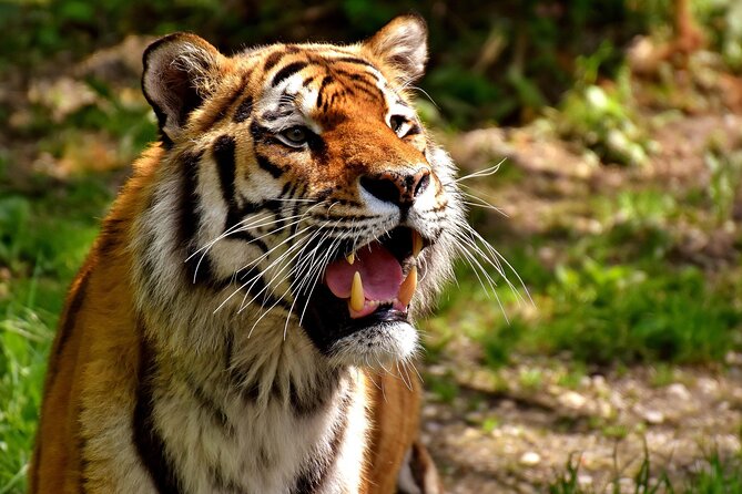 Delhi, Agra, Jaipur & Ranthambhore Tiger Safari 5-Day Tour - Key things that make this tour worth your time