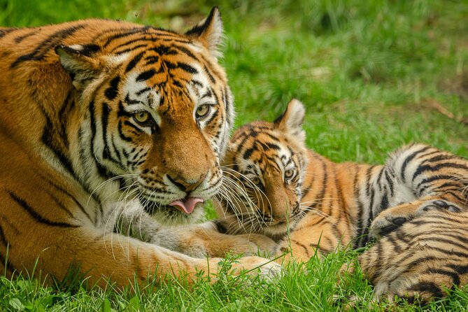 Delhi, Agra, Jaipur & Ranthambhore Tiger Safari 5-Day Tour - Day 1 in Delhi: Qutub Minar, India Gate, and the city’s grand scale