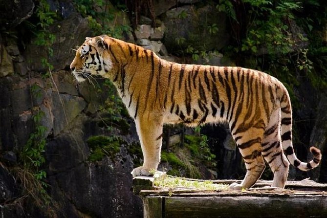 Delhi Agra Jaipur Tour with Ranthambore Wildlife Safari - Delhi Highlights With a Real Guide: Forts, Temples, Markets, and Government Landmarks