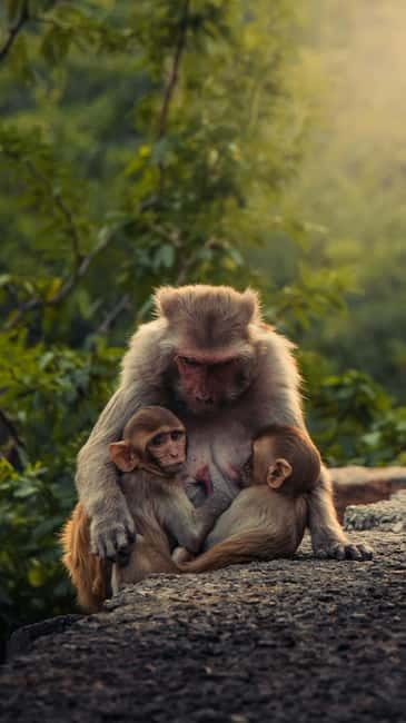 Delhi: Monkey Safari guided walking tour - Key things to know before you go