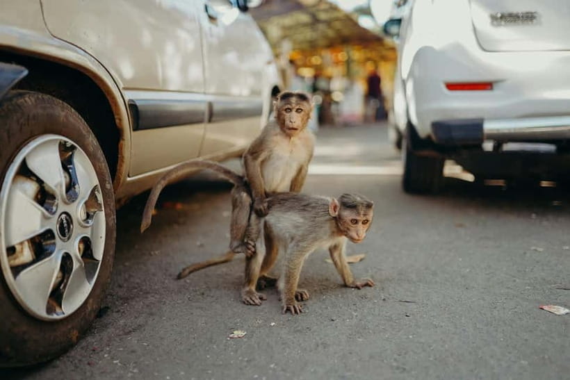 Delhi: Monkey Safari guided walking tour - Urban wildlife at dawn: why Delhi’s Monkey Safari feels different