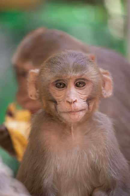 Delhi: Monkey Safari guided walking tour - Connaught Place at sunrise: the photo stop that sets the tone