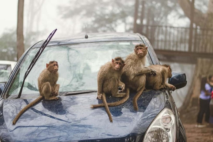 Delhi: Monkey Safari guided walking tour - Small-group pace and what to bring (without overthinking it)