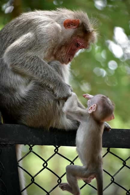 Delhi: Monkey Safari guided walking tour - Meeting at R K Ashram and getting your bearings fast