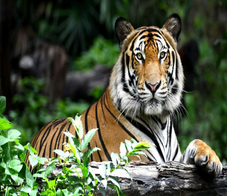 Delhi: Ranthambore National Park 3-Day Trip w/ Tiger Safari - Price and Logistics: Is $92 a Good Value?