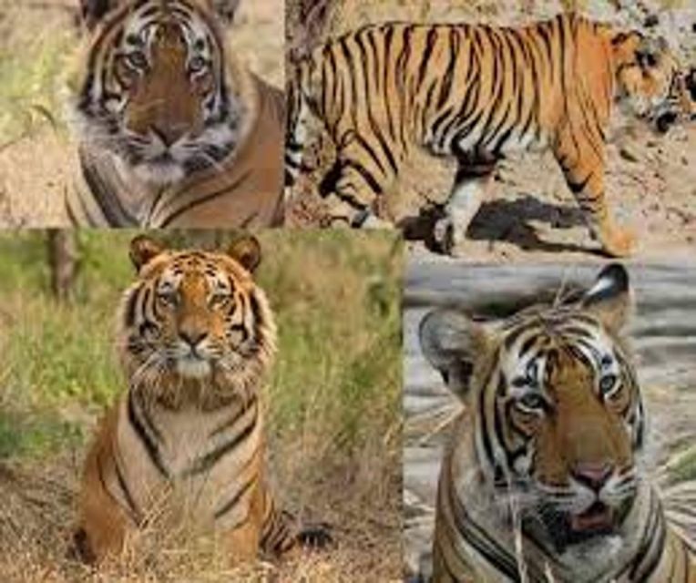 Delhi: Ranthambore National Park 3-Day Trip w/ Tiger Safari - Day 3: Breakfast, Checkout, and Your Return Drive to Delhi