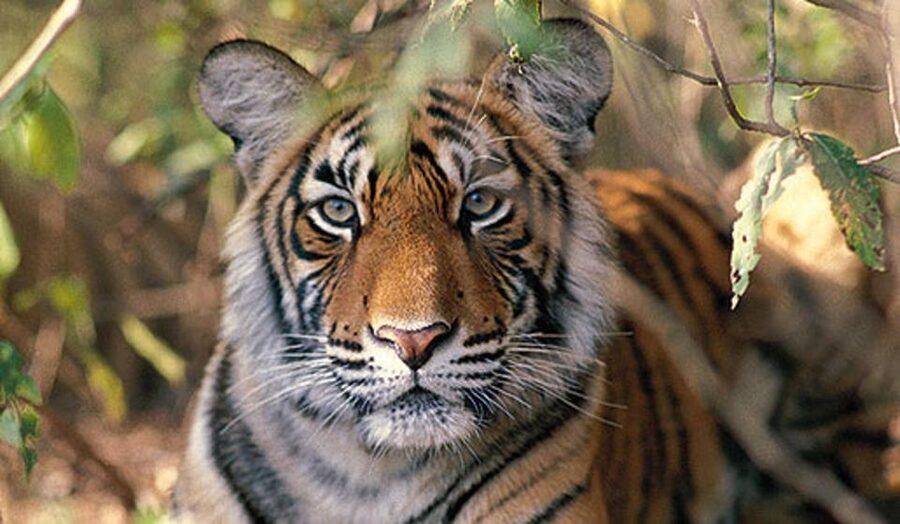 Delhi: Ranthambore National Park 3-Day Trip w/ Tiger Safari - Hotel Reality: Budget-Friendly Comfort and Downtime Between Safaris