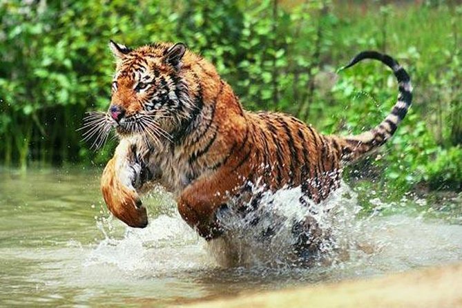 Delhi to Ranthambore Daily Tiger Safari Tour - Why Ranthambore Is a “Daily Tiger Safari” Worth Doing