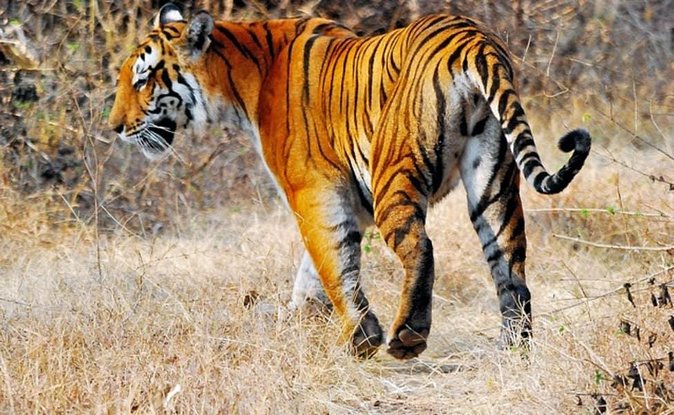 Delhi to Ranthambore Daily Tiger Safari Tour - Day 1: Delhi Pick-Up and the Fort With a View