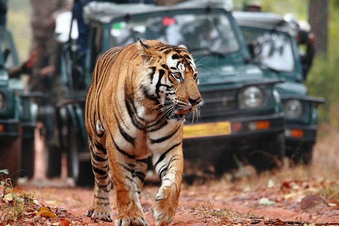Delhi to Ranthambore Daily Tiger Safari Tour - The Hotel and Meals: Included Means Fewer Decisions