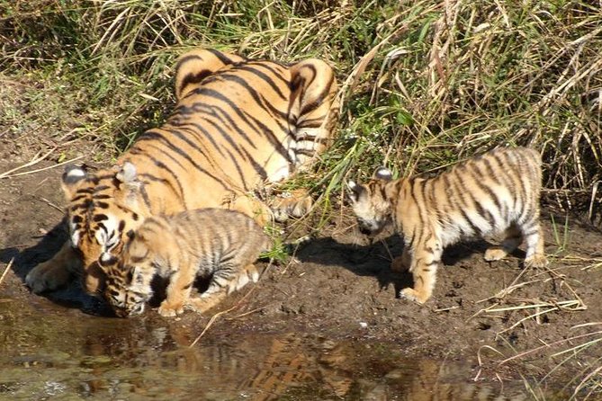 Delhi to Ranthambore Daily Tiger Safari Tour - Day 3: The Early Safari and the Long Return to Delhi