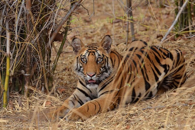 Delhi Zoo White Tigers & lions with Old Fort Visit - Why this Delhi Zoo + Old Fort combo works