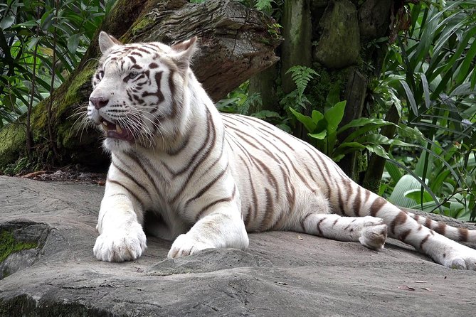 Delhi Zoo White Tigers & lions with Old Fort Visit - National Zoological Park of Delhi: white tigers, lions, and habitat-style enclosures