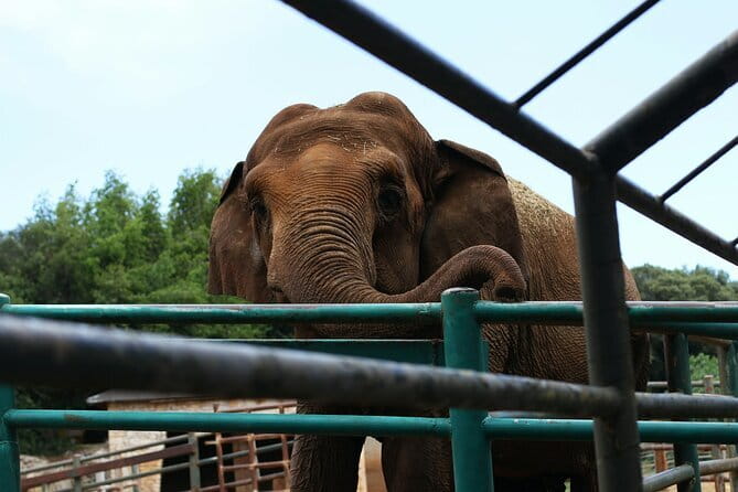From Delhi: 1-day trip Mathura with Elephant conservation - Key highlights you’ll feel right away