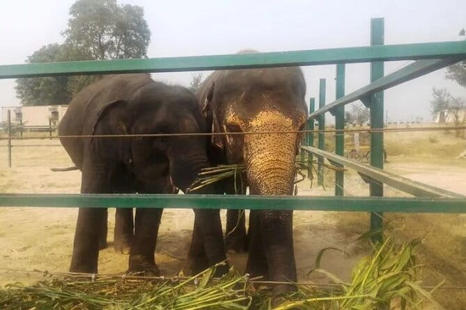 From Delhi: 1-day trip Mathura with Elephant conservation - Private Car Logistics: What’s Included, What’s Not, and What to Bring