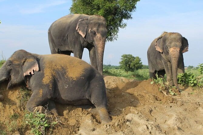 From Delhi: 1-day trip Mathura with Elephant conservation - Stop 2: Mathura and Vrindavan Temples With an English-Speaking Guide